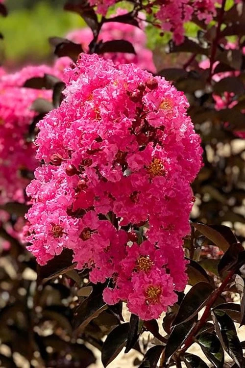 Twilight Magic Crape Myrtle Tree (Single Trunk) - 5 Gallon Pot 4 Twilight Magic Crape Myrtle Tree (Single Trunk) - 5 Gallon Pot - Image 4