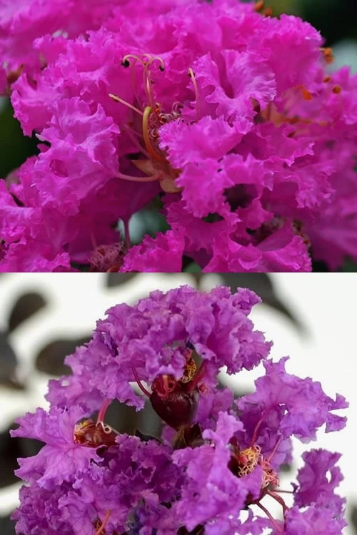 Twilight Purple Crape Myrtle - 6 Pack Of 1 Gallon Pots 6 Twilight Purple Crape Myrtle - 6 Pack Of 1 Gallon Pots - Image 6