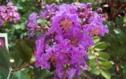 Early Bird Purple Crape Myrtle - 2 Gallon Pot -Shrub Plant Shop crapemyrtleearlybirdpurple