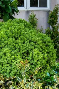 Dragon Prince Cryptomeria - 1 Gallon Pot -Shrub Plant Shop cryptomeria dragon prince dwarf japanese cedar 1