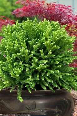 Dragon Prince Cryptomeria - 1 Gallon Pot -Shrub Plant Shop cryptomeria dragon prince dwarf japanese cedar 4