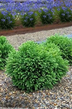 Dragon Prince Cryptomeria - 1 Gallon Pot -Shrub Plant Shop cryptomeria dragon prince dwarf japanese cedar 5