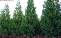 Radicans Cryptomeria (Japanese Cedar) - 7 Gallon Pot (3-4') -Shrub Plant Shop cryptomeria japonica radicans 11