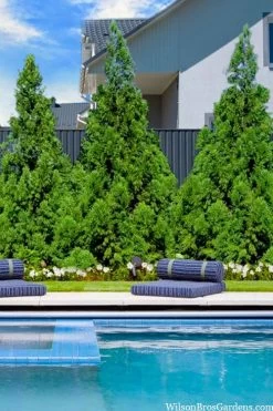 Radicans Cryptomeria (Japanese Cedar) - 1 Gallon Pot 12 Radicans Cryptomeria (Japanese Cedar) - 1 Gallon Pot -Shrub Plant Shop cryptomeria japonica radicans 5