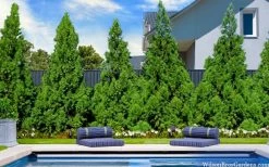 Radicans Cryptomeria (Japanese Cedar) - 1 Gallon Pot 11 Radicans Cryptomeria (Japanese Cedar) - 1 Gallon Pot -Shrub Plant Shop cryptomeria japonica radicans 7