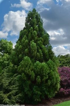 Radicans Cryptomeria (Japanese Cedar) - 1 Gallon Pot 15 Radicans Cryptomeria (Japanese Cedar) - 1 Gallon Pot -Shrub Plant Shop cryptomeria japonica radicans japanese cedar 1