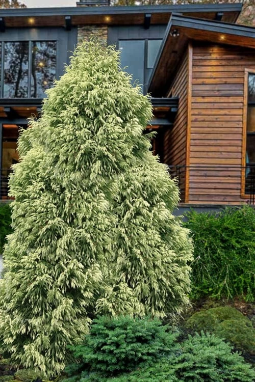 Sekken Sugi Golden Cryptomeria (Japanese Cedar) - 5 Gallon Pot 5 Sekken Sugi Golden Cryptomeria (Japanese Cedar) - 5 Gallon Pot - Image 5
