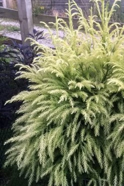 Sekken Sugi Golden Cryptomeria (Japanese Cedar) - 5 Gallon Pot 9 Sekken Sugi Golden Cryptomeria (Japanese Cedar) - 5 Gallon Pot -Shrub Plant Shop cryptomeria japonica sekkan sugi japanese cedar 2