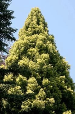 Sekken Sugi Golden Cryptomeria (Japanese Cedar) - 5 Gallon Pot 11 Sekken Sugi Golden Cryptomeria (Japanese Cedar) - 5 Gallon Pot -Shrub Plant Shop cryptomeria japonica sekkan sugi japanese cedar 5