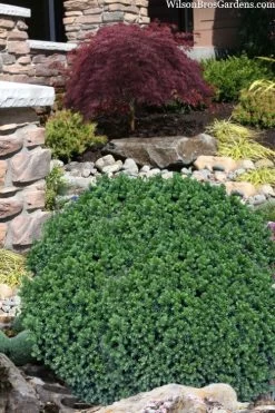 Vilmorin's Dwarf Cryptomeria (Japanese Cedar) - 1 Gallon Pot 9 Vilmorin's Dwarf Cryptomeria (Japanese Cedar) - 1 Gallon Pot -Shrub Plant Shop cryptomeria japonica vilmoriana dwarf japanese cedar 11
