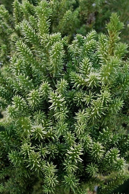 Vilmorin's Dwarf Cryptomeria (Japanese Cedar) - 1 Gallon Pot 4 Vilmorin's Dwarf Cryptomeria (Japanese Cedar) - 1 Gallon Pot - Image 4
