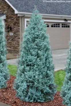 Blue Ice Arizona Cypress - 7 Gallon Pot (4-5') -Shrub Plant Shop cupressus arizonica blue ice cypress 101