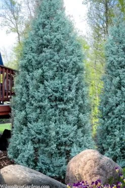 Blue Ice Arizona Cypress - 7 Gallon Pot (4-5') -Shrub Plant Shop cupressus arizonica blue ice cypress 103