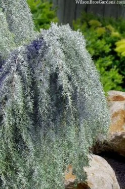 Raywood Weeping Arizona Cypress - 6 Gallon Pot -Shrub Plant Shop cupressus arizonica raymonds weeping arizona cypress 3