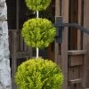 Goldcrest Monterey Lemon Cypress - 3-Ball Poodle Tier Topiary - 3 Gallon Pot