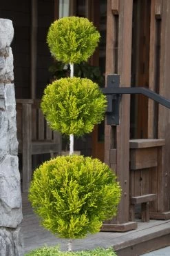 Goldcrest Monterey Lemon Cypress - 3-Ball Poodle Tier Topiary - 5 Gallon Pot