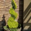 Goldcrest Monterey Lemon Cypress Spiral Topiary - 2 Gallon Pot