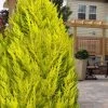 Goldcrest Monterey Lemon Cypress - 1 Gallon Pot (2-2.5')