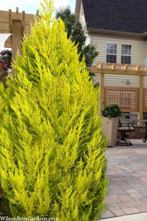 Goldcrest Monterey Lemon Cypress - 1 Gallon Pot (2-2.5') 1 Goldcrest Monterey Lemon Cypress - 1 Gallon Pot (2-2.5')