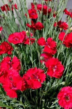 Fire Star Dianthus (Carnation) - 1 Gallon Pot -Shrub Plant Shop dianthus fire star 2