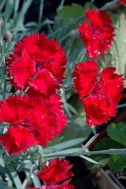 Fire Star Dianthus (Carnation) - 1 Gallon Pot -Shrub Plant Shop dianthus fire star cottage pinks 101