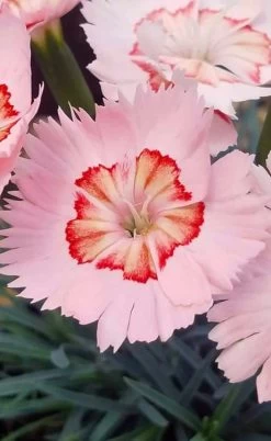 Georgia Peach Pie Dianthus - 1 Gallon Pot -Shrub Plant Shop dianthus georgia peach pie 5