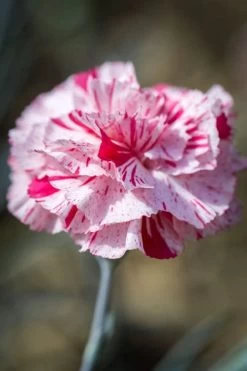 Pinball Wizard Dianthus - 1 Gallon Pot -Shrub Plant Shop dianthus pinball wizard 9