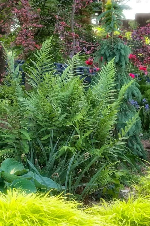 Dixie Wood Fern - Dryopteris Australis - 1 Gallon Pot 1 Dixie Wood Fern - Dryopteris Australis - 1 Gallon Pot