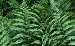 Champions Wood Fern (Dryopteris Championii) - 6 Pack Of 1 Gallon Pots -Shrub Plant Shop dryopteris championii champions wood fern 2 1