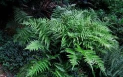 Champions Wood Fern (Dryopteris Championii) - 6 Pack Of 1 Gallon Pots -Shrub Plant Shop dryopteris championii champions wood fern 6 1