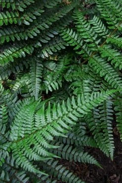 Champions Wood Fern (Dryopteris Championii) - 6 Pack Of 1 Gallon Pots -Shrub Plant Shop dryopteris championii champions wood fern 7 1