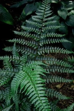 Champions Wood Fern (Dryopteris Championii) - 6 Pack Of 1 Gallon Pots -Shrub Plant Shop dryopteris championii champions wood fern 8 1