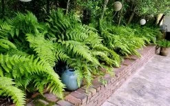 Autumn Brilliance Fern (Dryopteris Erythrosora) - 1 Gallon Pot -Shrub Plant Shop dryopteris erythrosora autumn brilliance fern 10
