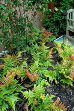 Autumn Brilliance Fern (Dryopteris Erythrosora) - 1 Gallon Pot -Shrub Plant Shop dryopteris erythrosora autumn brilliance fern 11