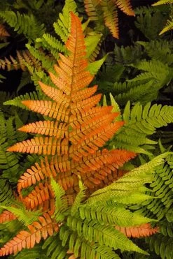 Autumn Brilliance Fern (Dryopteris Erythrosora) - 1 Gallon Pot -Shrub Plant Shop dryopteris erythrosora autumn brilliance fern 2