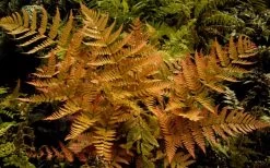 Autumn Brilliance Fern (Dryopteris Erythrosora) - 1 Gallon Pot -Shrub Plant Shop dryopteris erythrosora autumn brilliance fern 3