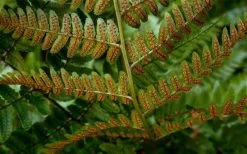 Autumn Brilliance Fern (Dryopteris Erythrosora) - 1 Gallon Pot -Shrub Plant Shop dryopteris erythrosora autumn brilliance fern 4