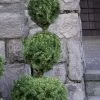 Poodle Tier Dwarf Alberta Spruce Topiary - 5 Gallon Pot