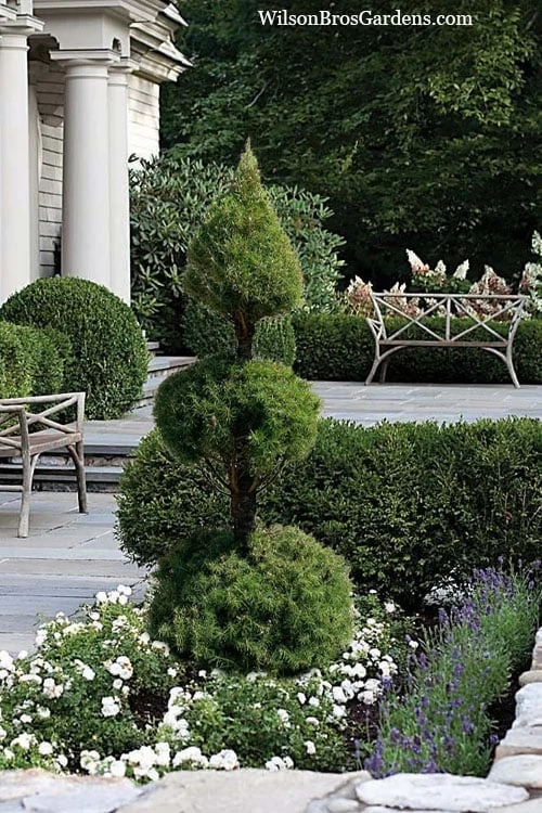 Dwarf Alberta Spruce 2-Ball Cone Topiary - 5 Gallon Pot 1 Dwarf Alberta Spruce 2-Ball Cone Topiary - 5 Gallon Pot