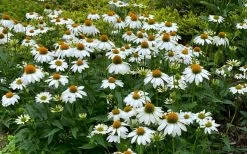 PowWow White Coneflower (Echinacea) - 1 Gallon Pot -Shrub Plant Shop echinacea powwow white coneflower 10