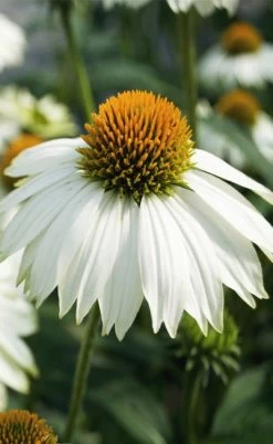PowWow White Coneflower (Echinacea) - 1 Gallon Pot -Shrub Plant Shop echinacea powwow white coneflower 5
