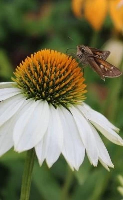 PowWow White Coneflower (Echinacea) - 1 Gallon Pot -Shrub Plant Shop echinacea powwow white coneflower 6
