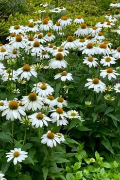 PowWow White Coneflower (Echinacea) - 1 Gallon Pot -Shrub Plant Shop echinacea powwow white coneflower 9
