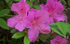 Autumn Amethyst Encore Azalea - 6 Pack Of 1 Gallon Pots -Shrub Plant Shop encore azalea amethyst