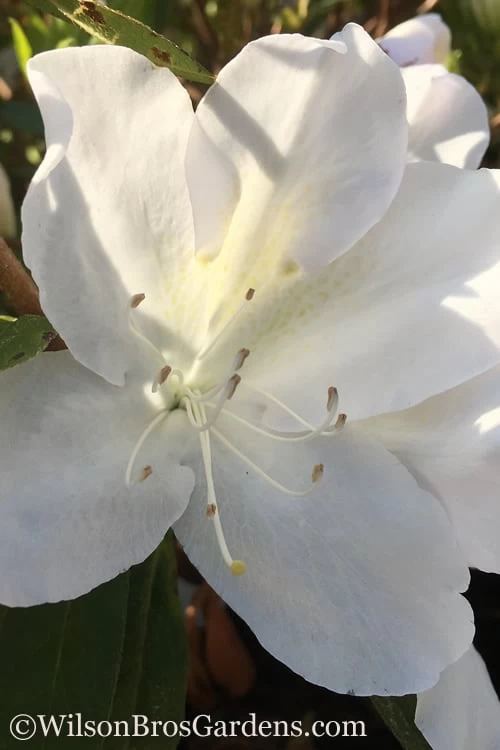 Autumn Lily Encore Azalea - 1 Gallon Pot 1 Autumn Lily Encore Azalea - 1 Gallon Pot