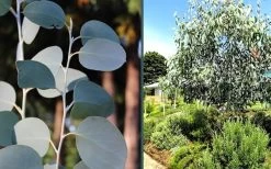 Mappa Tassie Cold Hardy Eucalyptus Tree (Eucalyptus Pauciflora) - 3 Gallon Pot -Shrub Plant Shop eucalyptus mappa tassie combo