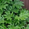 Fatsia Japonica - Japanese Aralia - Glossy Paper Plant - 5 Gallon Pot