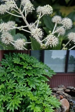Fatsia Japonica - Japanese Aralia - Glossy Paper Plant - 5 Gallon Pot -Shrub Plant Shop fatsia Japanese Aralia 2 500x750 2