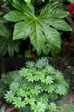 Fatsia Japonica (Japanese Aralia / Glossy Paper Plant) - 7 Gallon Pot (2-3') -Shrub Plant Shop fatsia Japanese Aralia 500x750 1