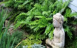 Japanese Holly Fern - Cyrtomium Falcatum 'Rochfordianum' - 2.5 Quart Pot -Shrub Plant Shop fern20holly203